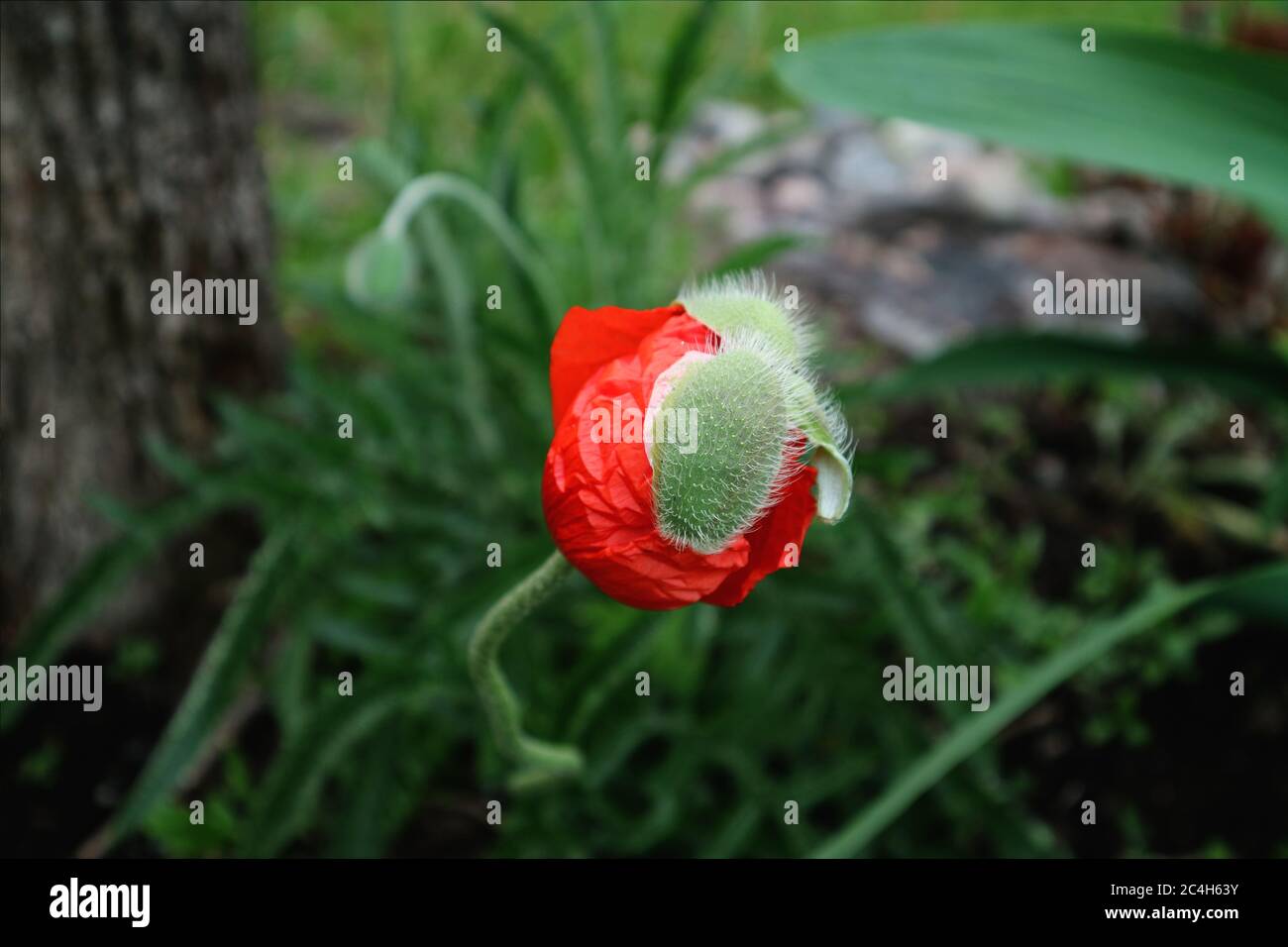 Poppy seedling hi-res stock photography and images - Alamy