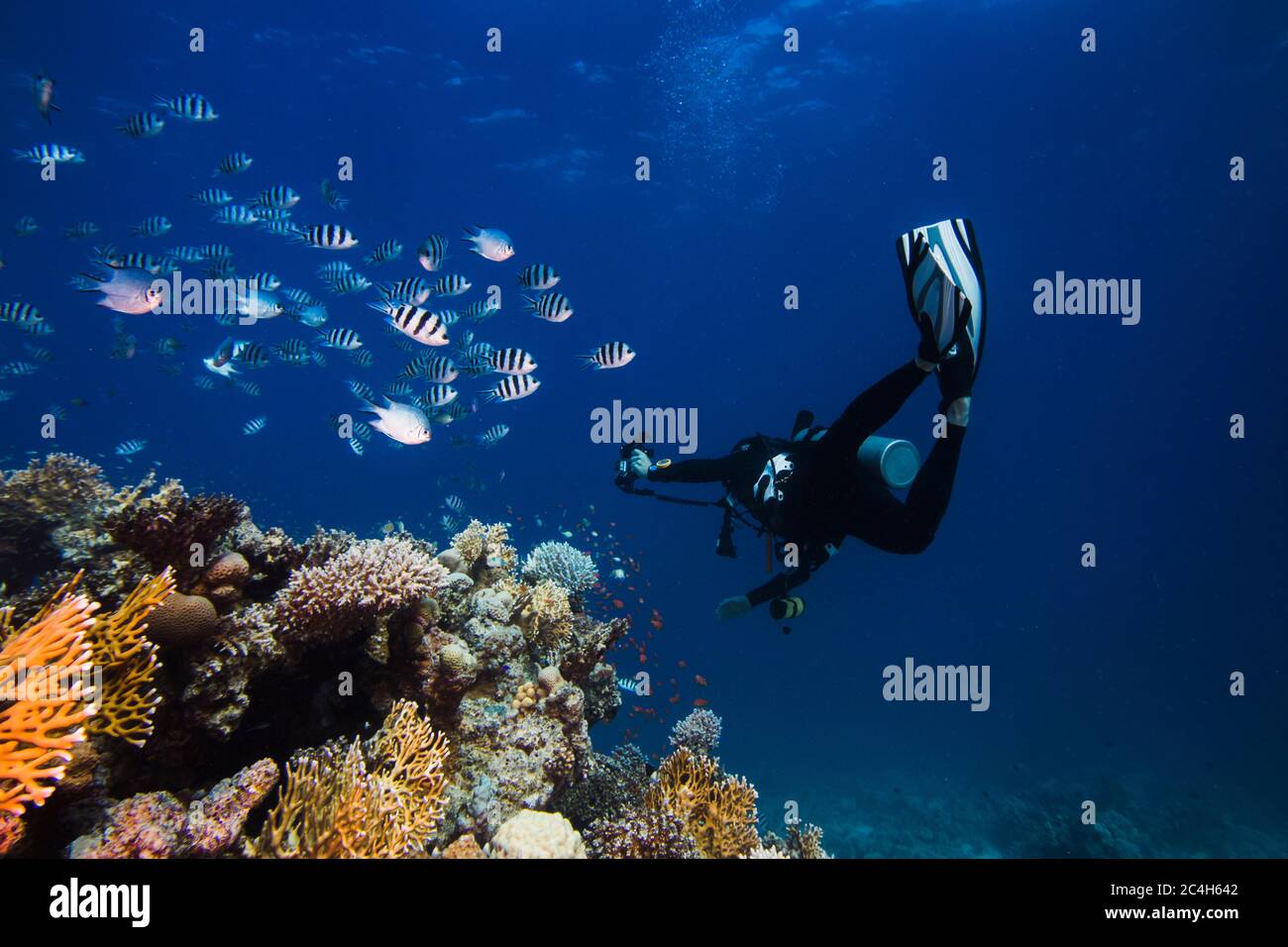 Diver swimming next to the reef with his torch shining looking at the Scissortail sergent (Abudefduf sexfasciatus) fish Stock Photo