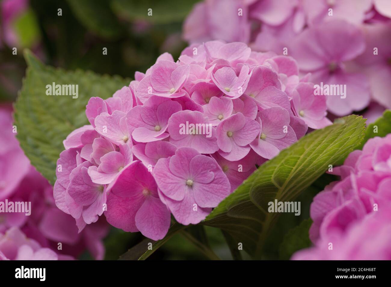 Flowers of Hydrangea Stock Photo - Alamy