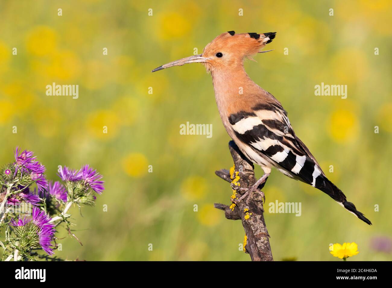 Eurasian Hoopoe (Upupa epops), side view of an adult perched on a branch, Campania, Italy Stock Photo
