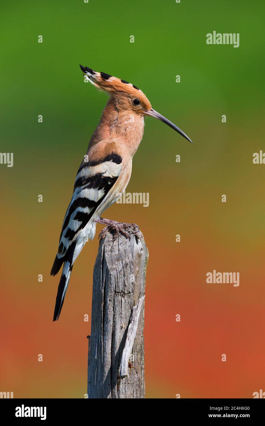 Hoopoe Sound Eurasian Hoopoe (Upupa epops), side view of an adult singing from a ...