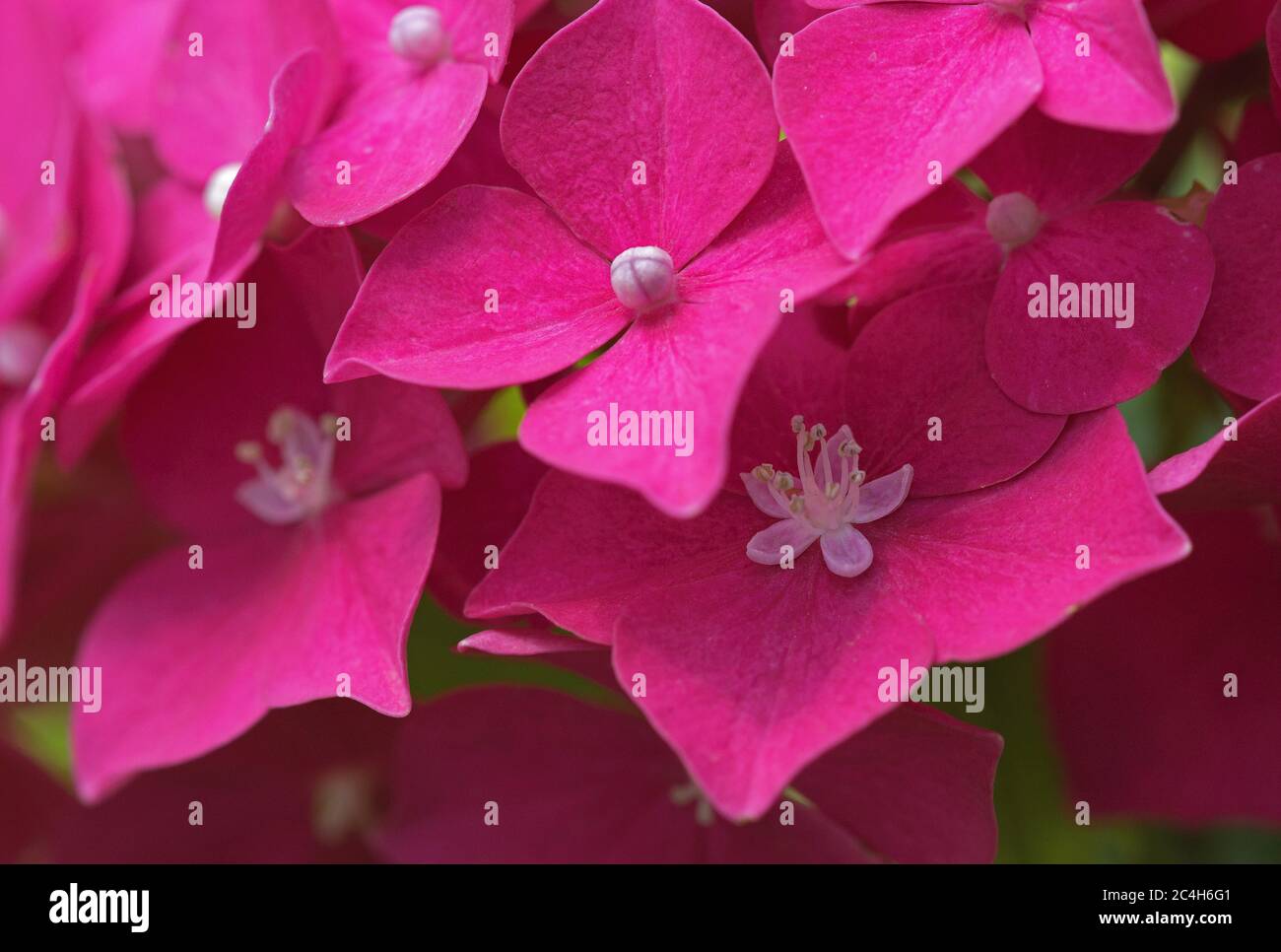 Flowers of Hydrangea Stock Photo - Alamy