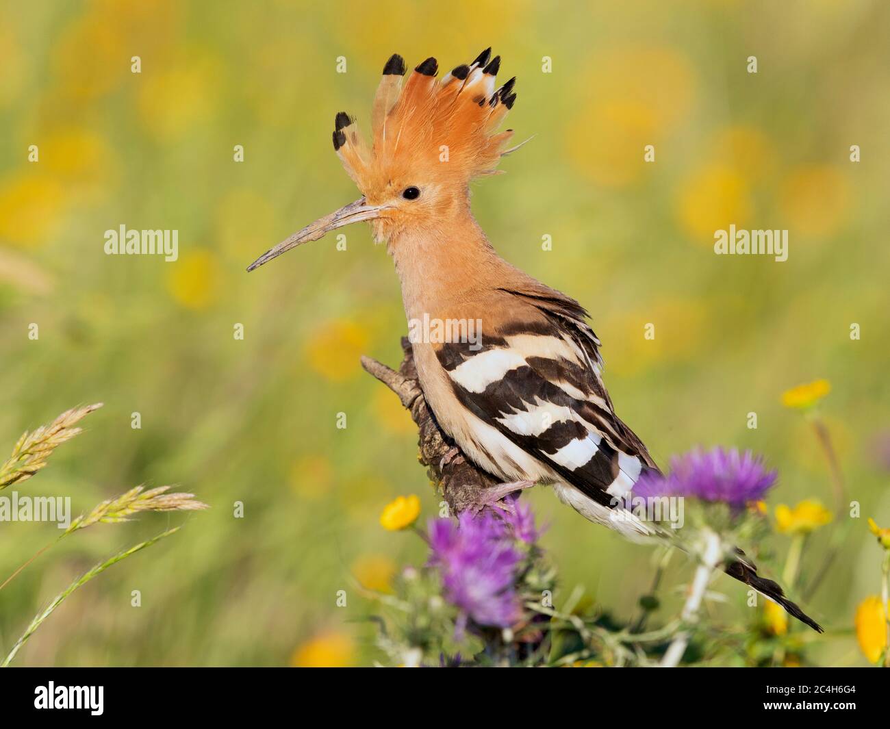 Eurasian Hoopoe (Upupa epops), side view of an adult perched on a branch, Campania, Italy Stock Photo