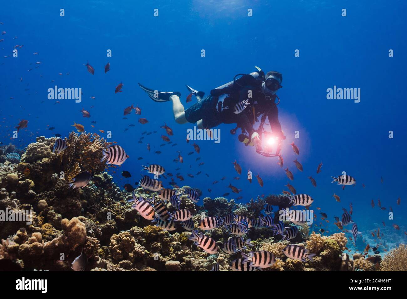 Diver swimming next to the reef with his torch shining looking at the Scissortail sergent (Abudefduf sexfasciatus) fish Stock Photo