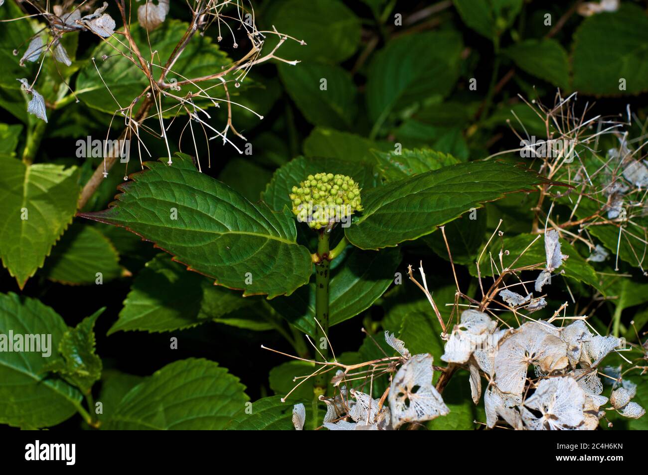 Hydrangea Budding Hydrangea flower budding hi-res stock photography and images - Alamy