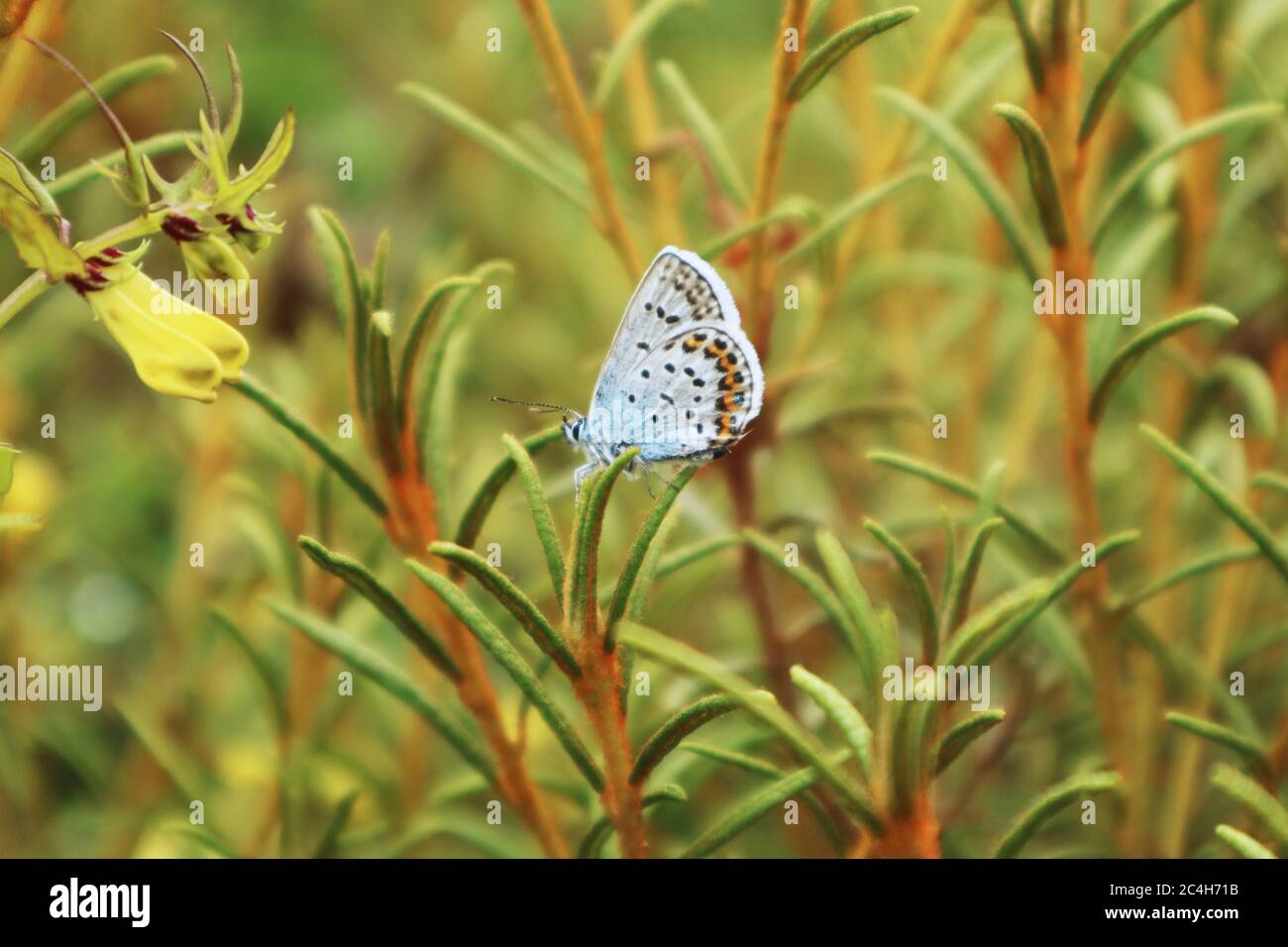 Tiny, blue butterfly called Polyommatinae. These butterflies are also commonly called the blues. Stock Photo