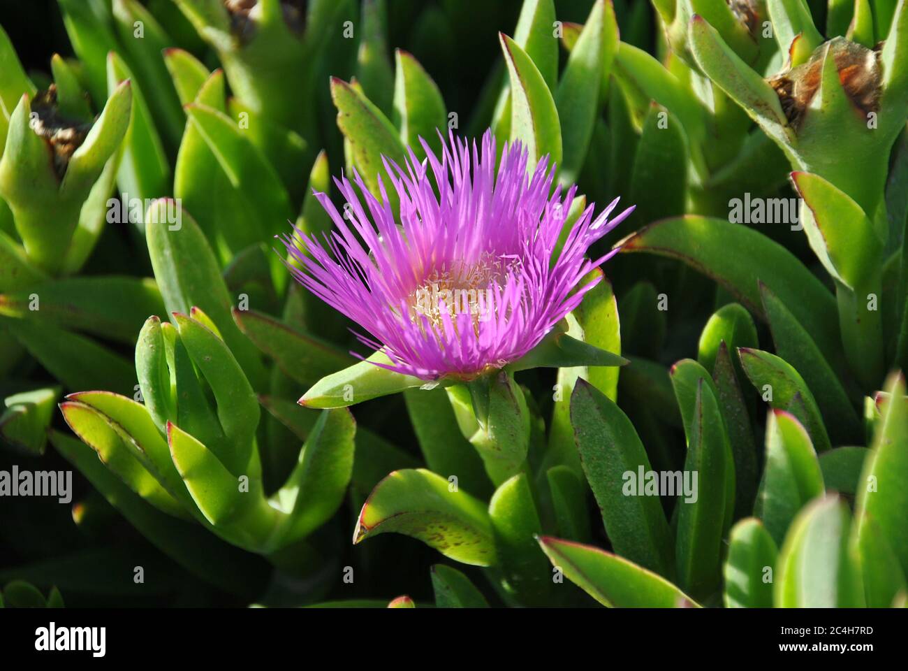 Carpobrotus edulis (pink colored flower) is a ground-creeping plant with succulent leaves in the genus Carpobrotus, native to South Africa. Hottentot- Stock Photo