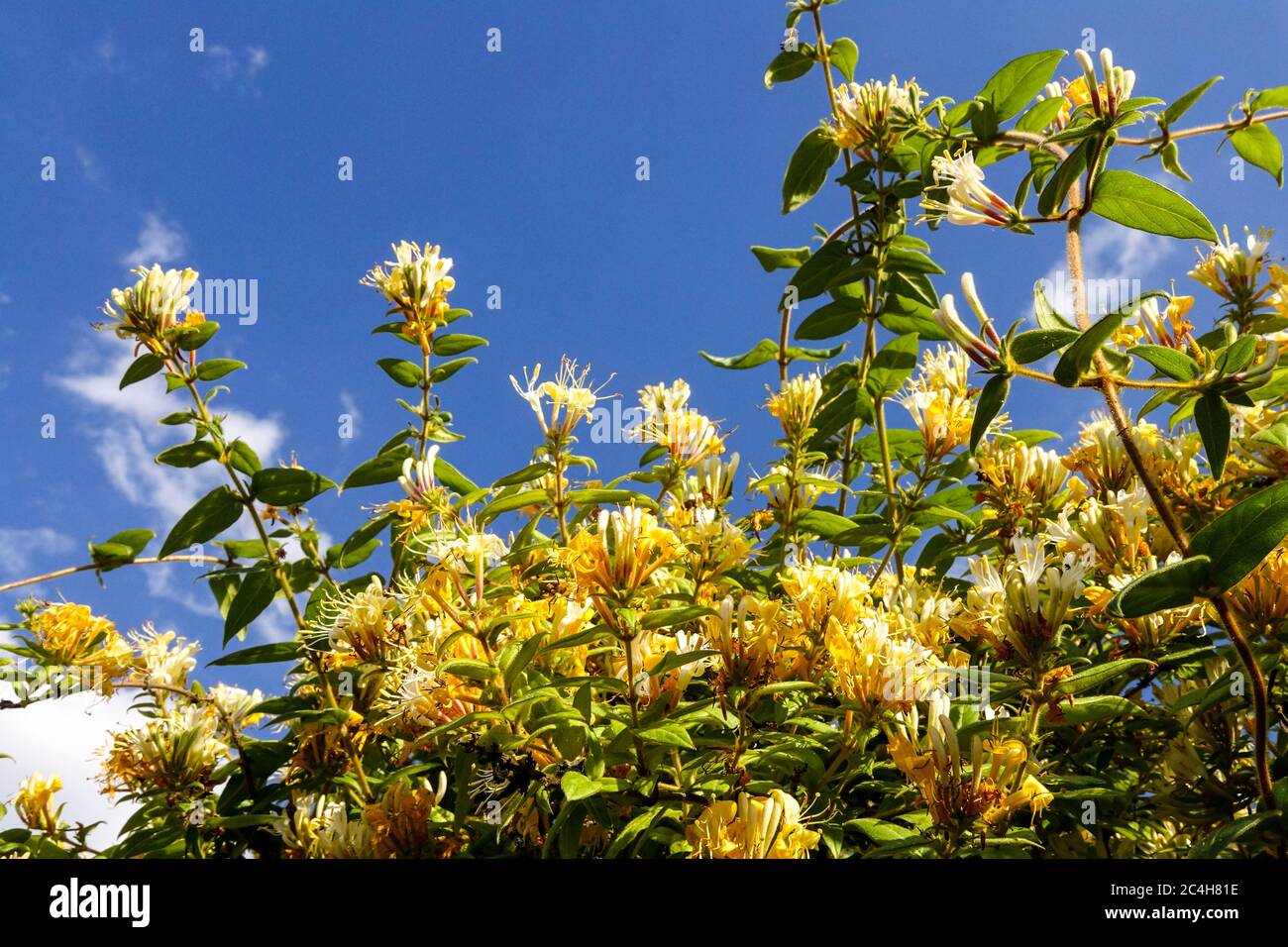 Honeysuckle Lonicera acuminata climbing plant Stock Photo