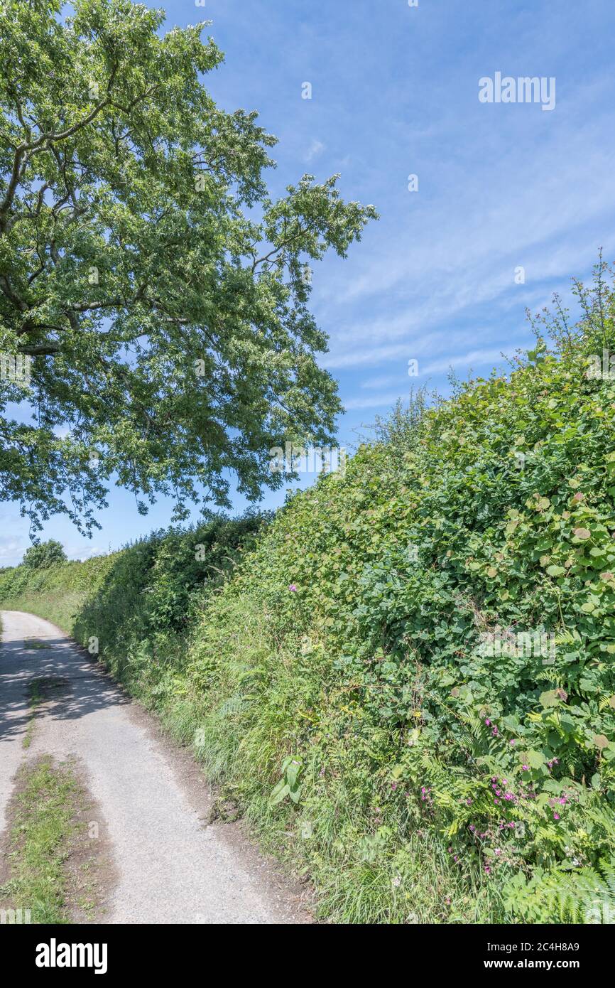 Typical cornish country road hi-res stock photography and images - Alamy