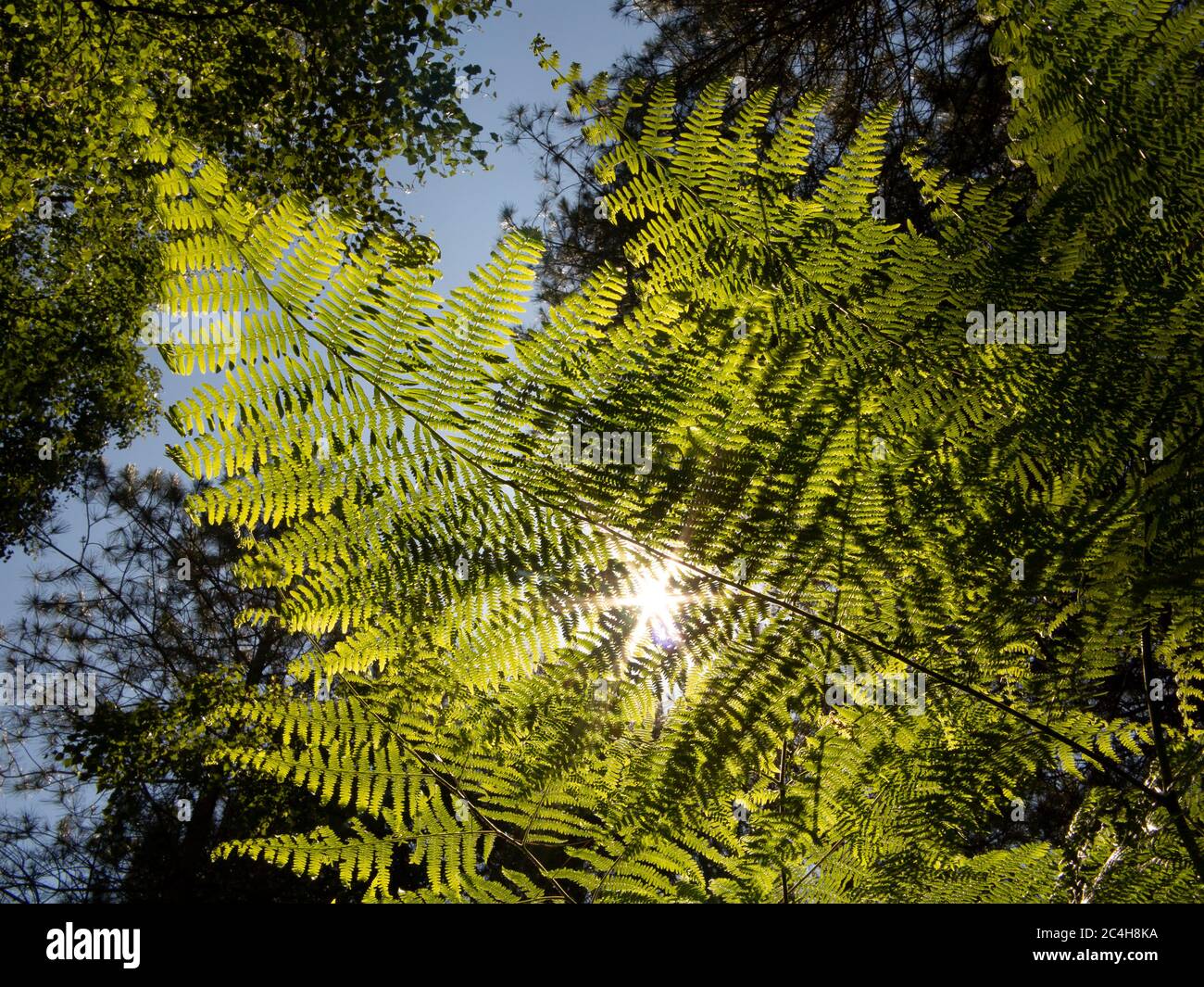 Close up of bracken fronds against strong sunshine backlight and a green leaf canopy and blue sky Stock Photo