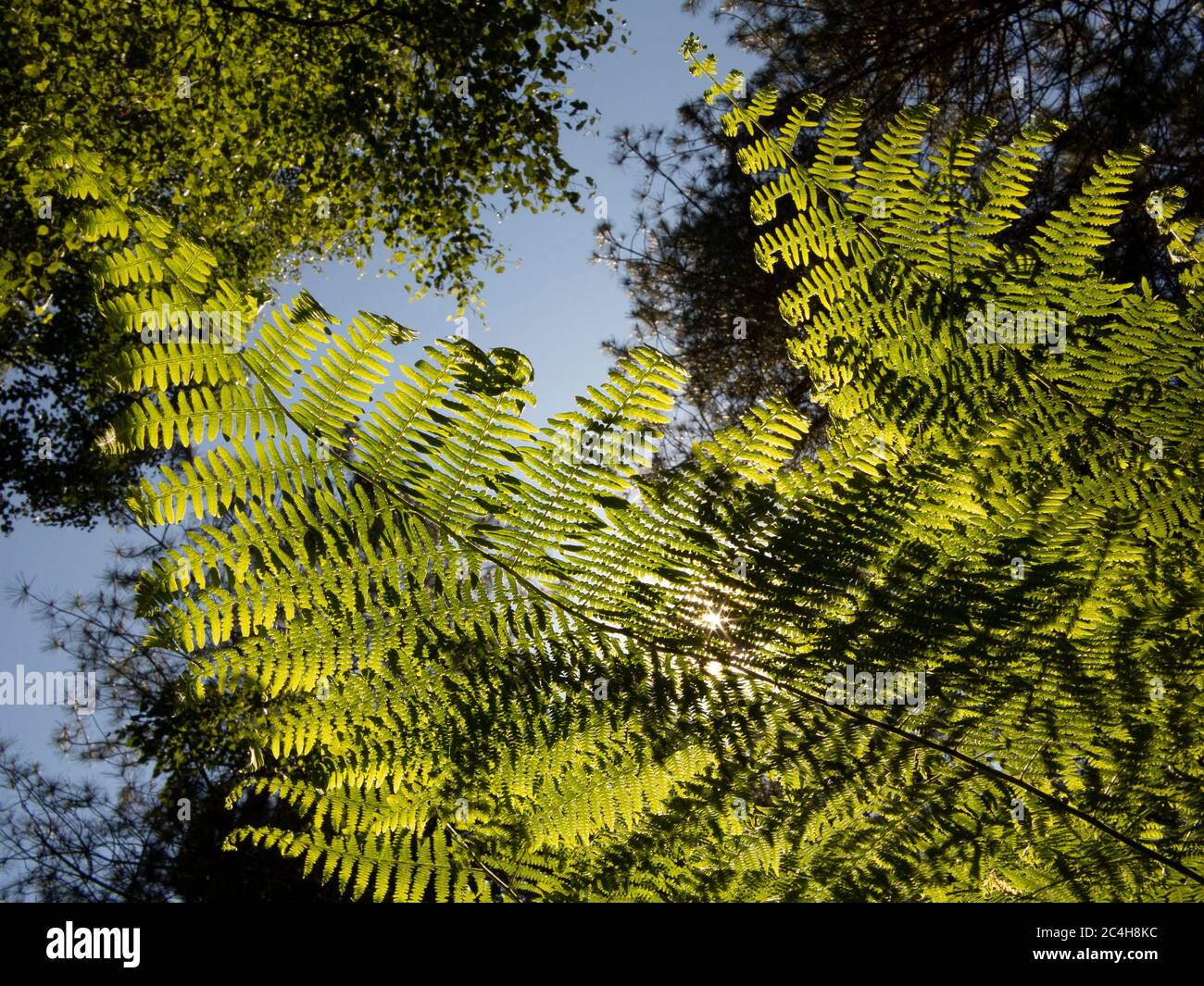 Close up of bracken fronds against strong sunshine backlight and a green leaf canopy and blue sky Stock Photo