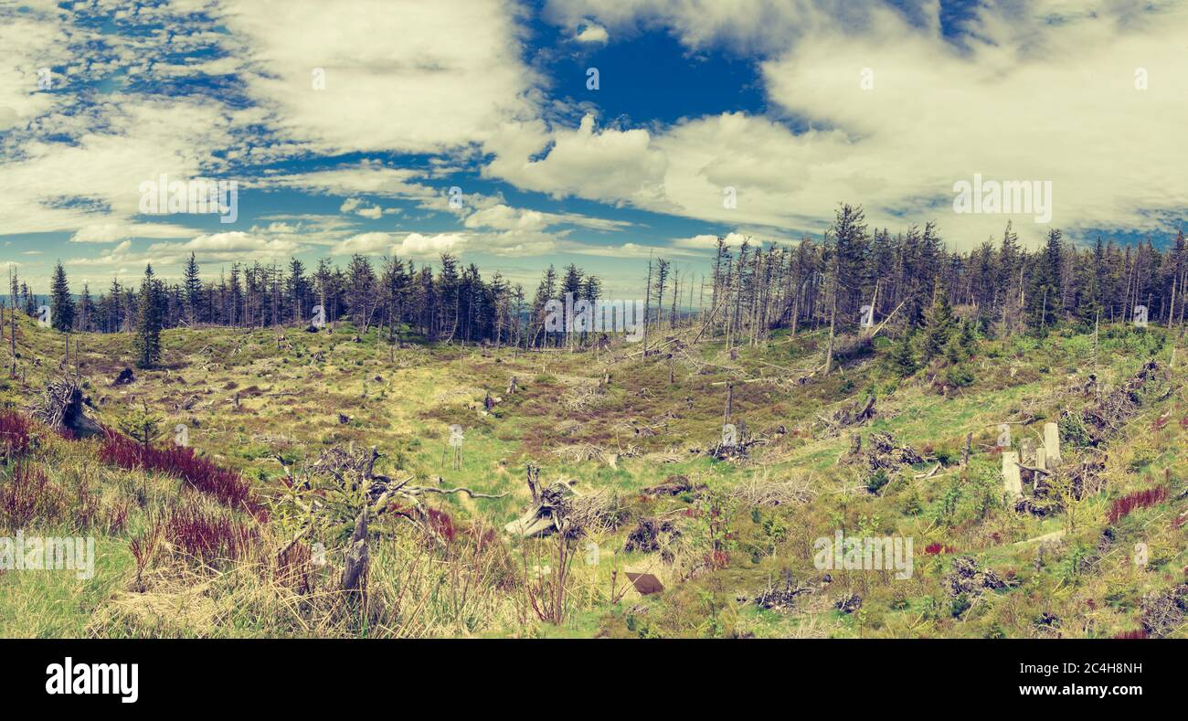 Panoramic view of a clearing with old withered tree trunks with a mountain forest in the background Stock Photo