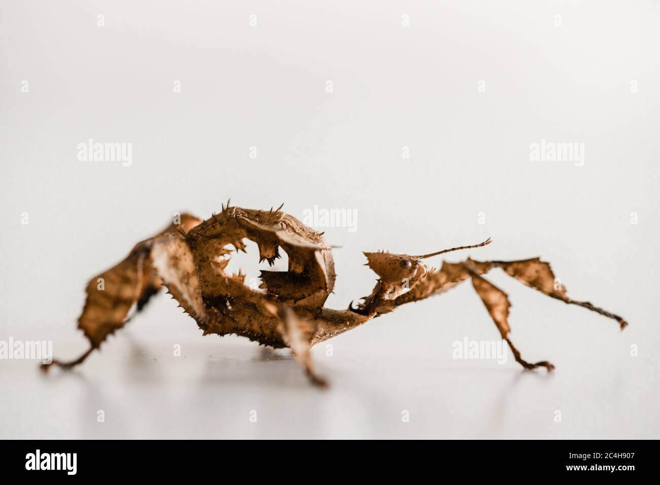 Female Juvenile Spiny leaf Insect Stock Photo