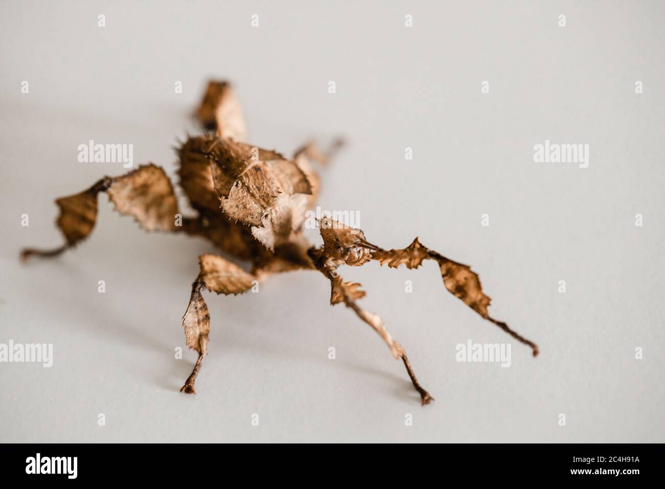 Female Juvenile spiny leaf insect Stock Photo