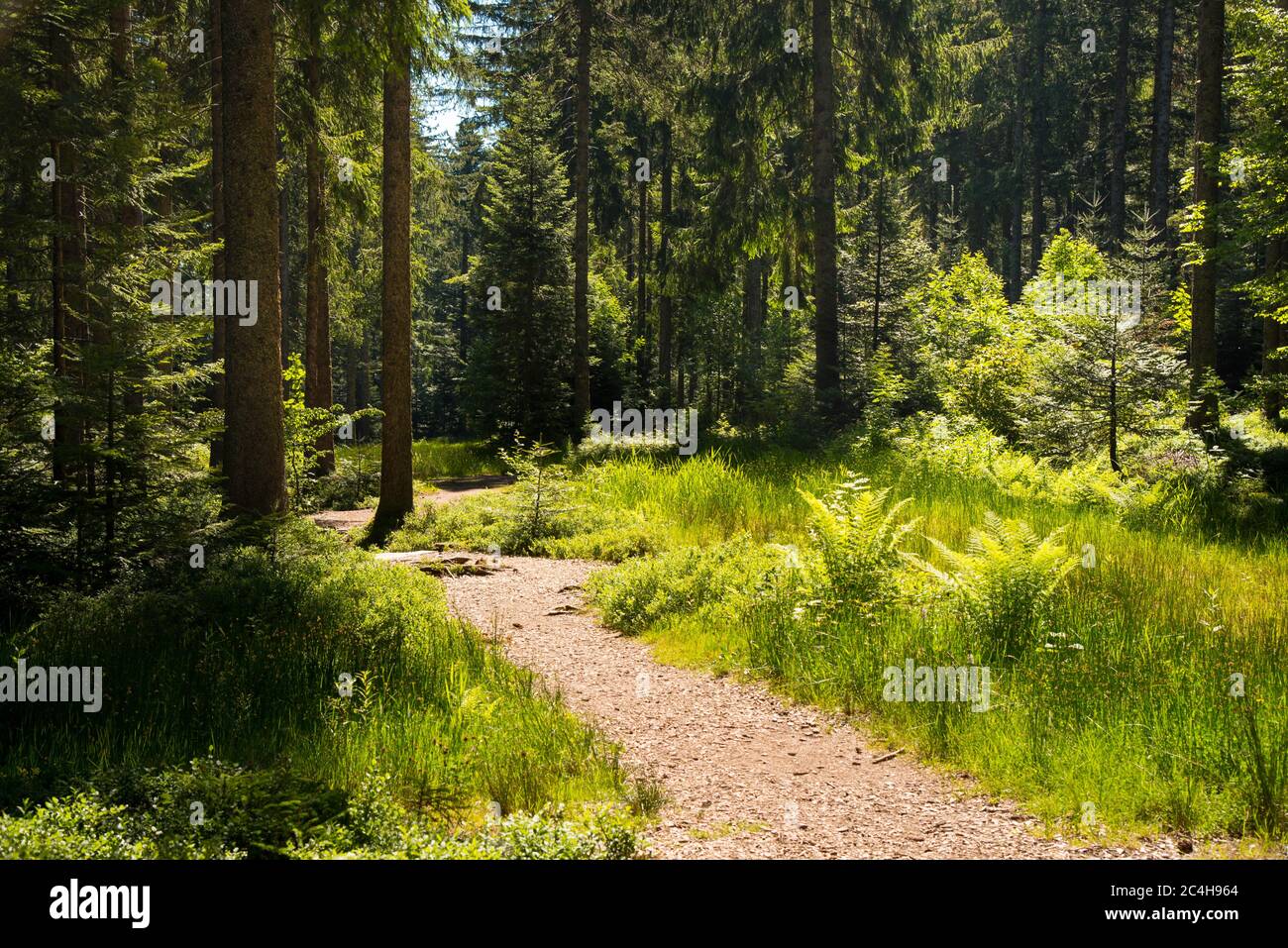 mystical forest of the black forest in germany near kniebis Stock Photo