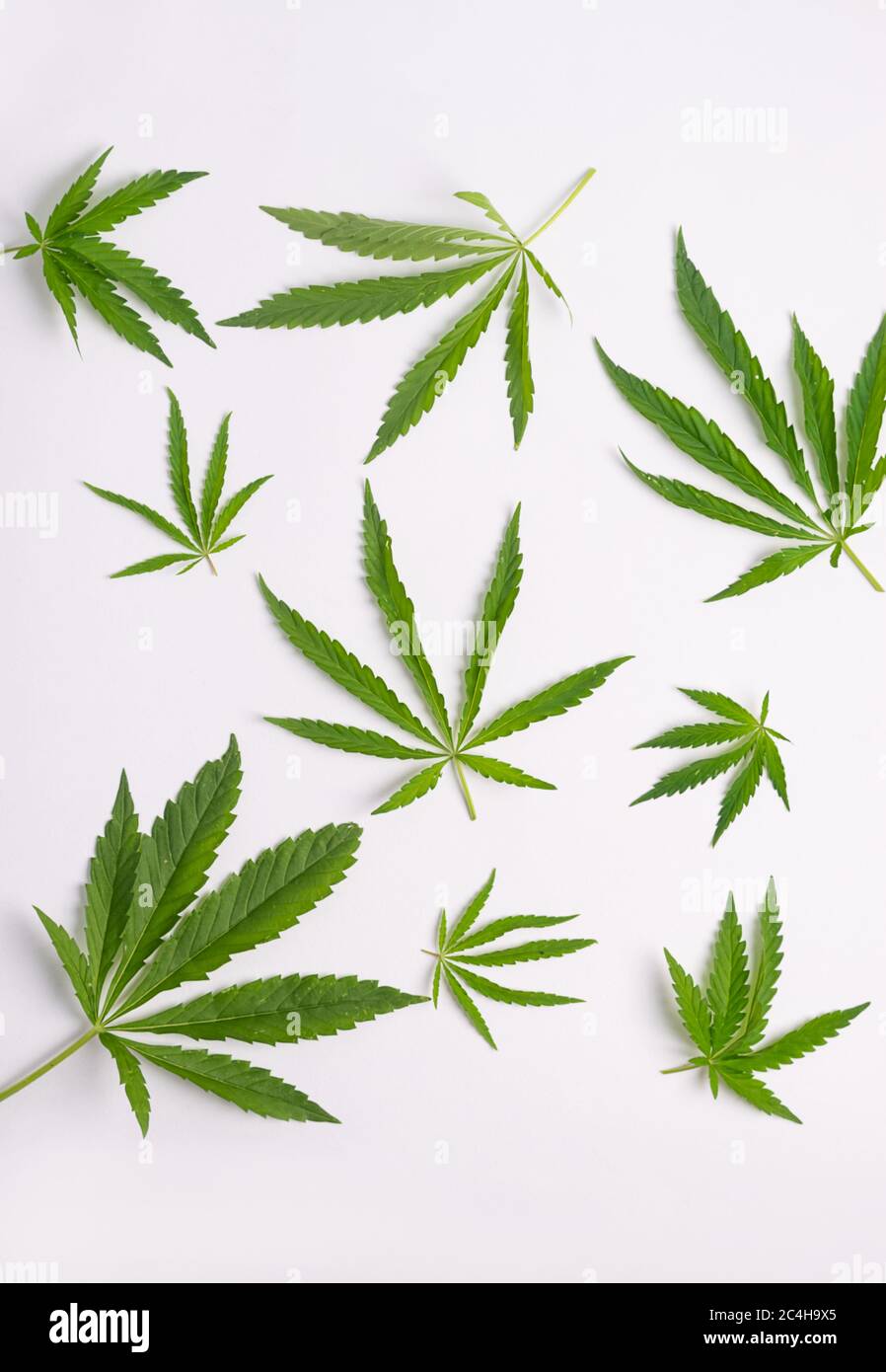 Cannabis marijuana cannabis leaves white blank background. Floral