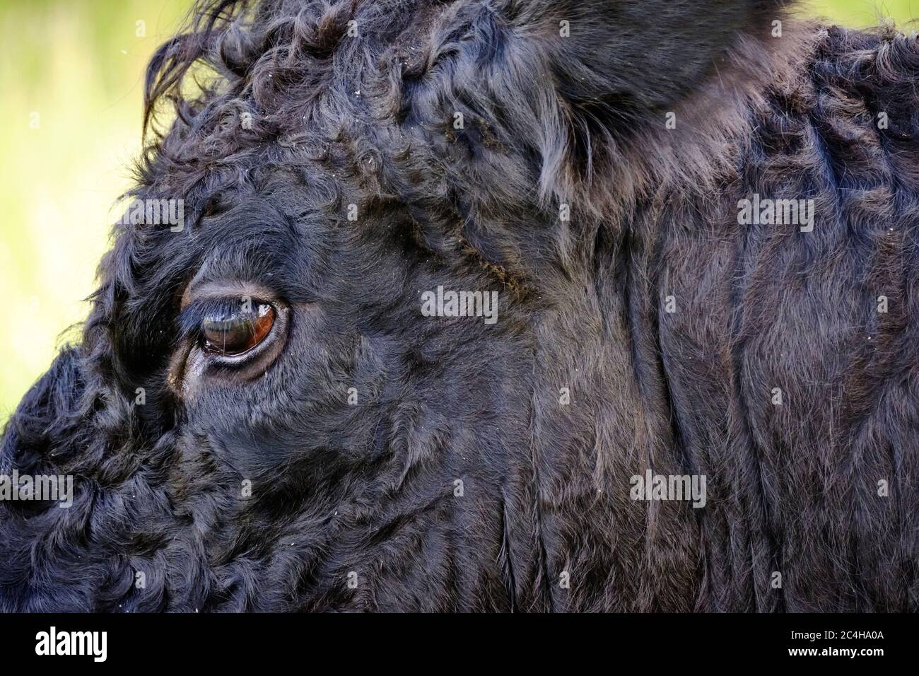 Close-up of a part of head of a black Highland cattle cow in very tall ...