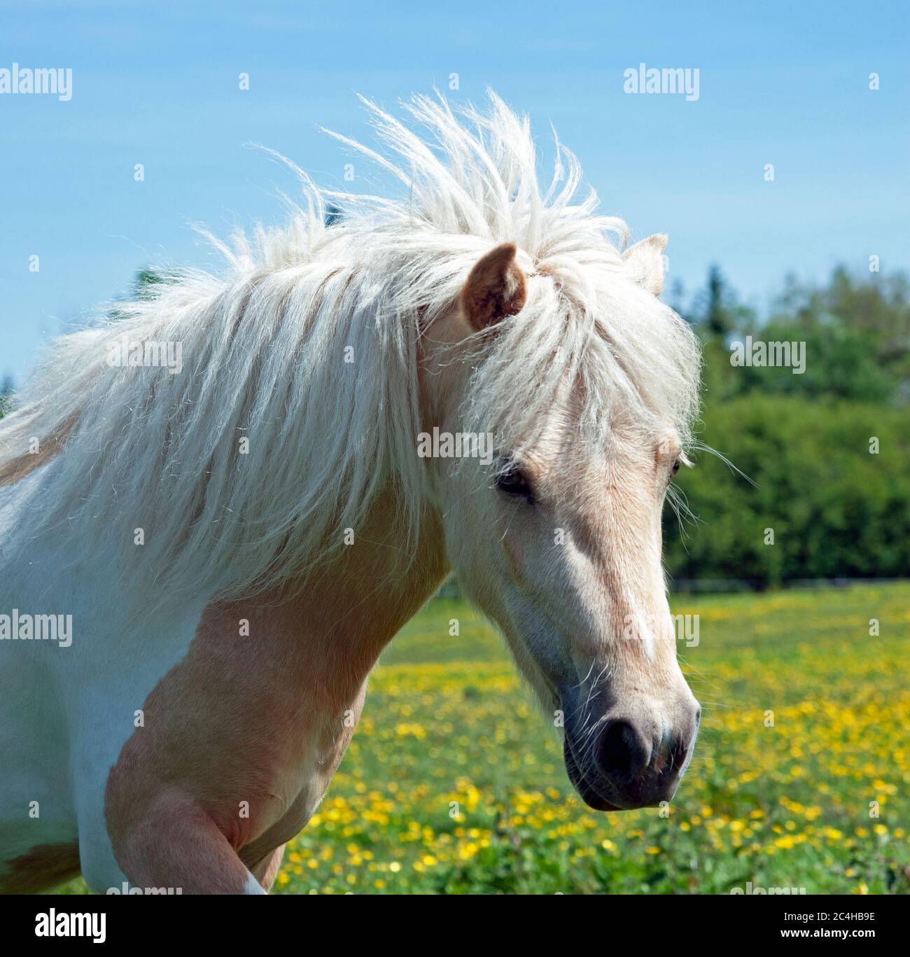 Horse on a field in the countryside, Ireland Stock Photo