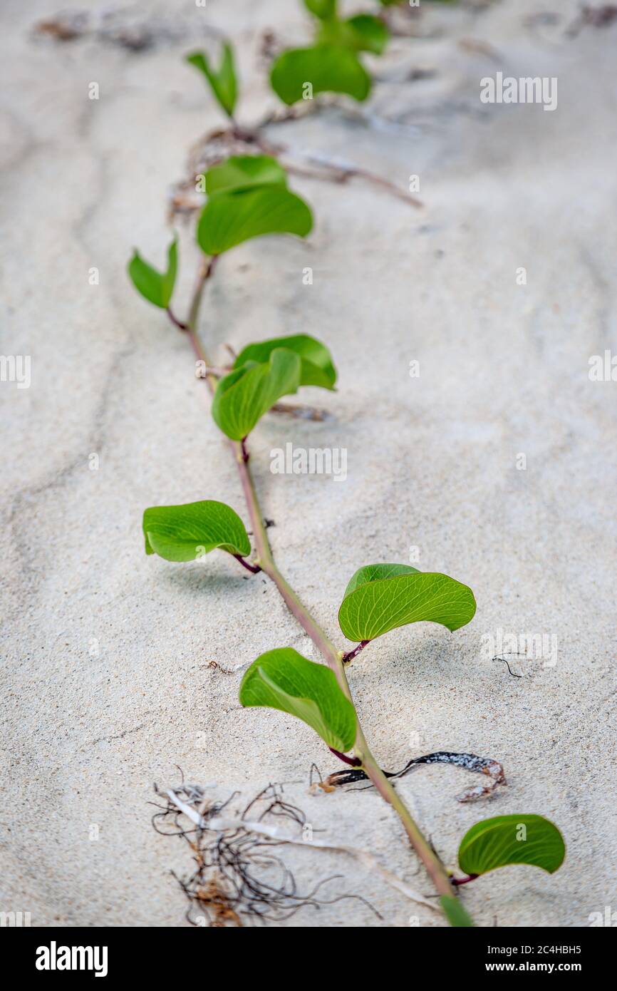Goat's Foot High Resolution Stock Photography and Images - Alamy