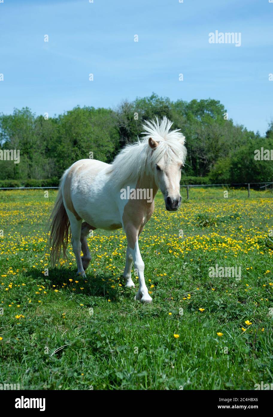 Horse on a field in the countryside, Ireland Stock Photo