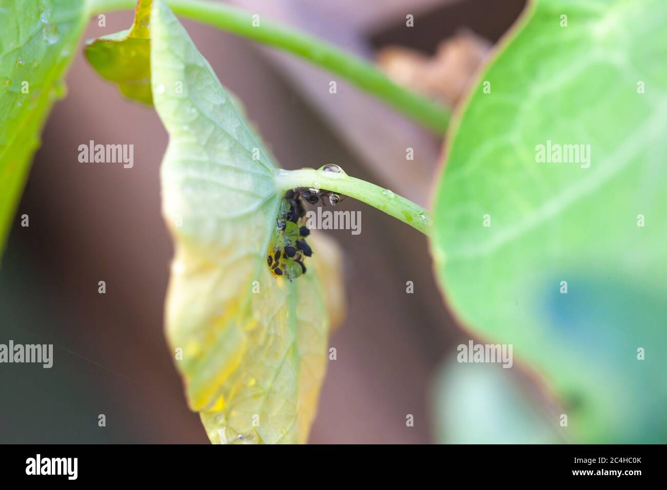 Ants underneath a Nasturtium leaf after rain Stock Photo Alamy