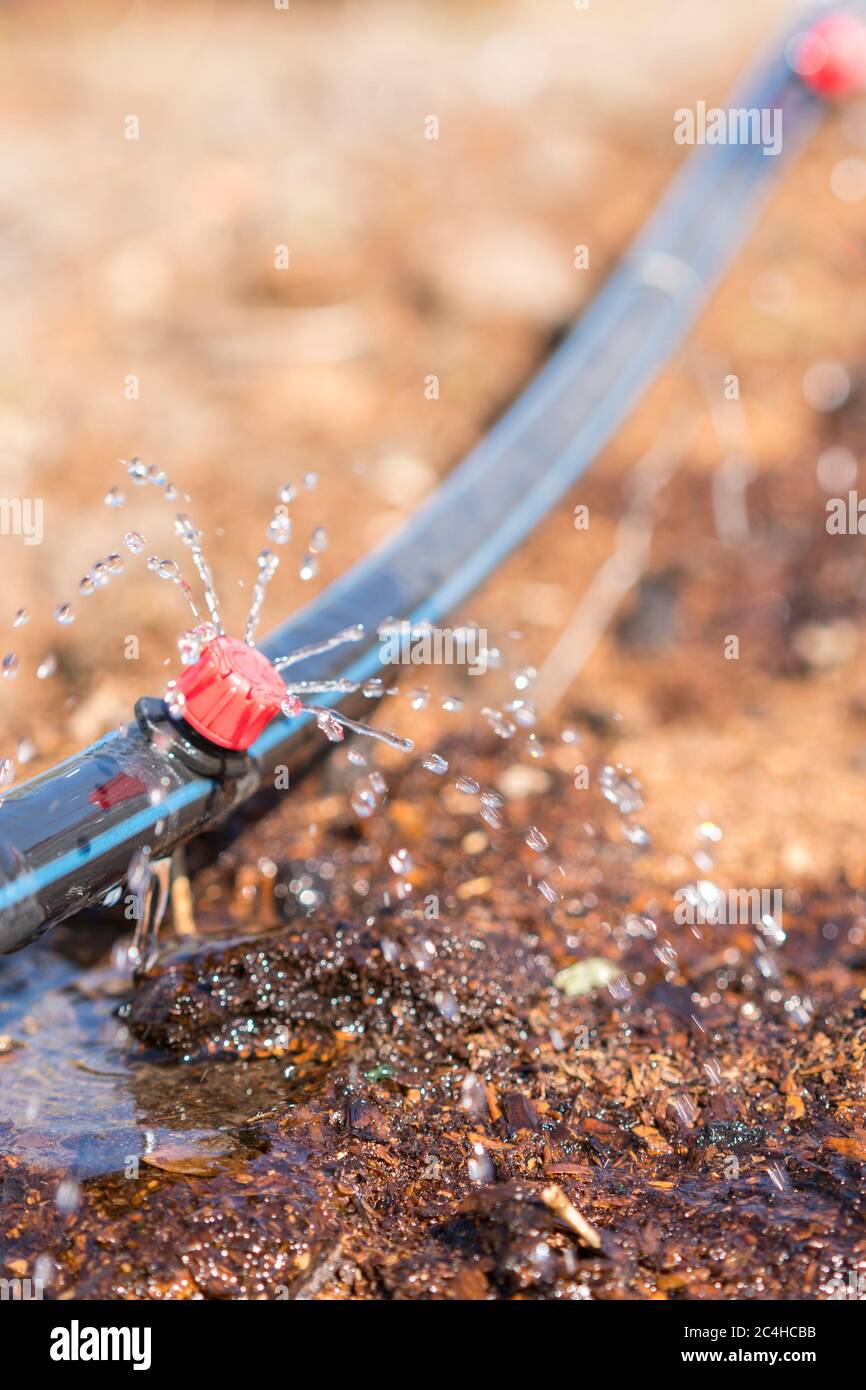 Sprinkler systems, drip irrigation, watering lawns. Drip Irrigation