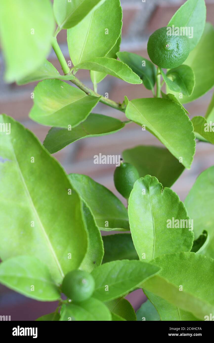 Closeup of small limes growing in the tree Stock Photo