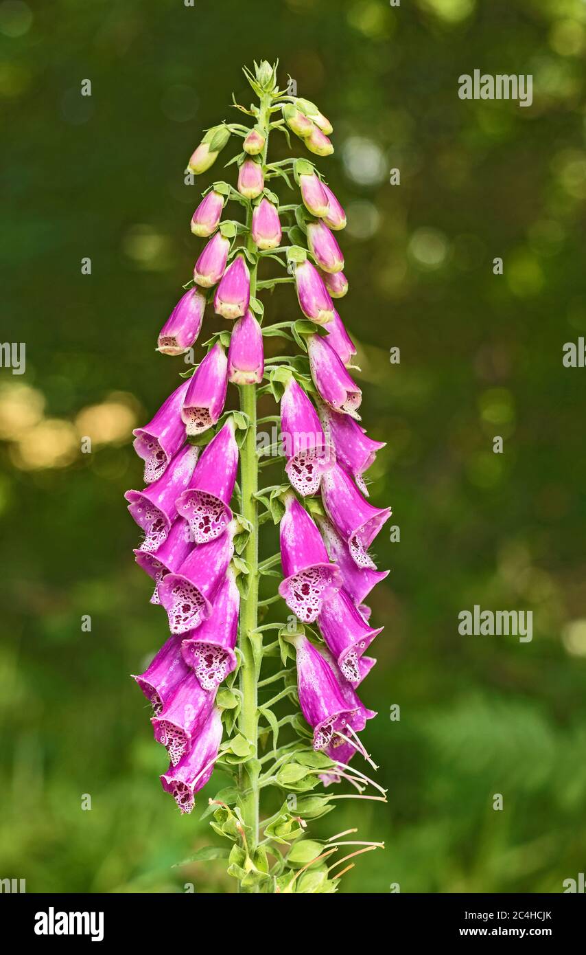 Young foxglove plant hi-res stock photography and images - Alamy