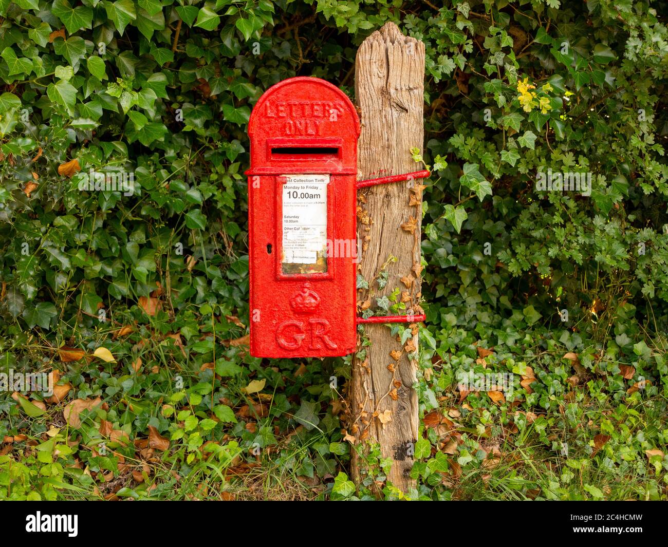 Post mounted, red lamp post box against a green hedge mostly ivy Stock Photo