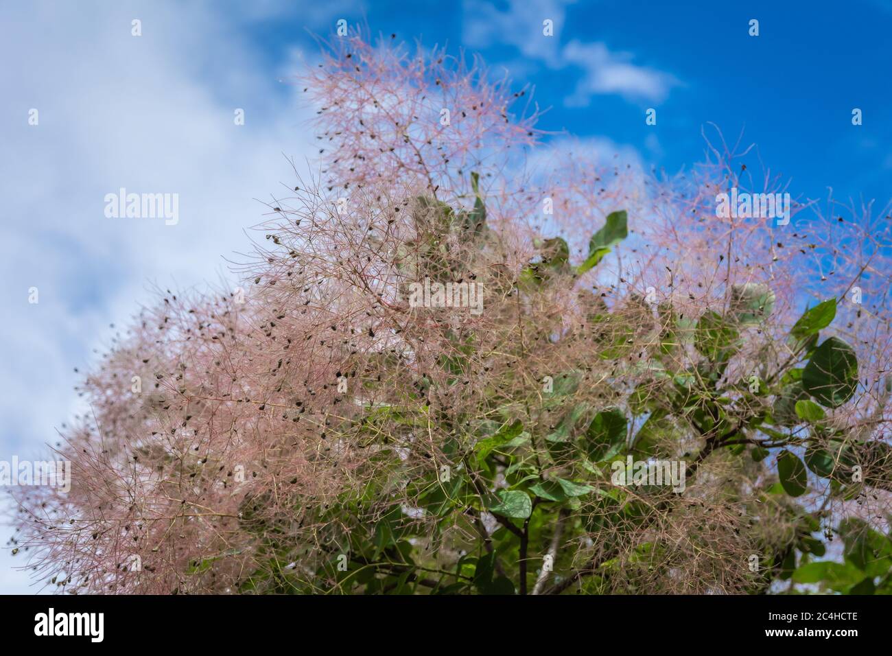 Cotinus coggygria young lady hi-res stock photography and images - Alamy