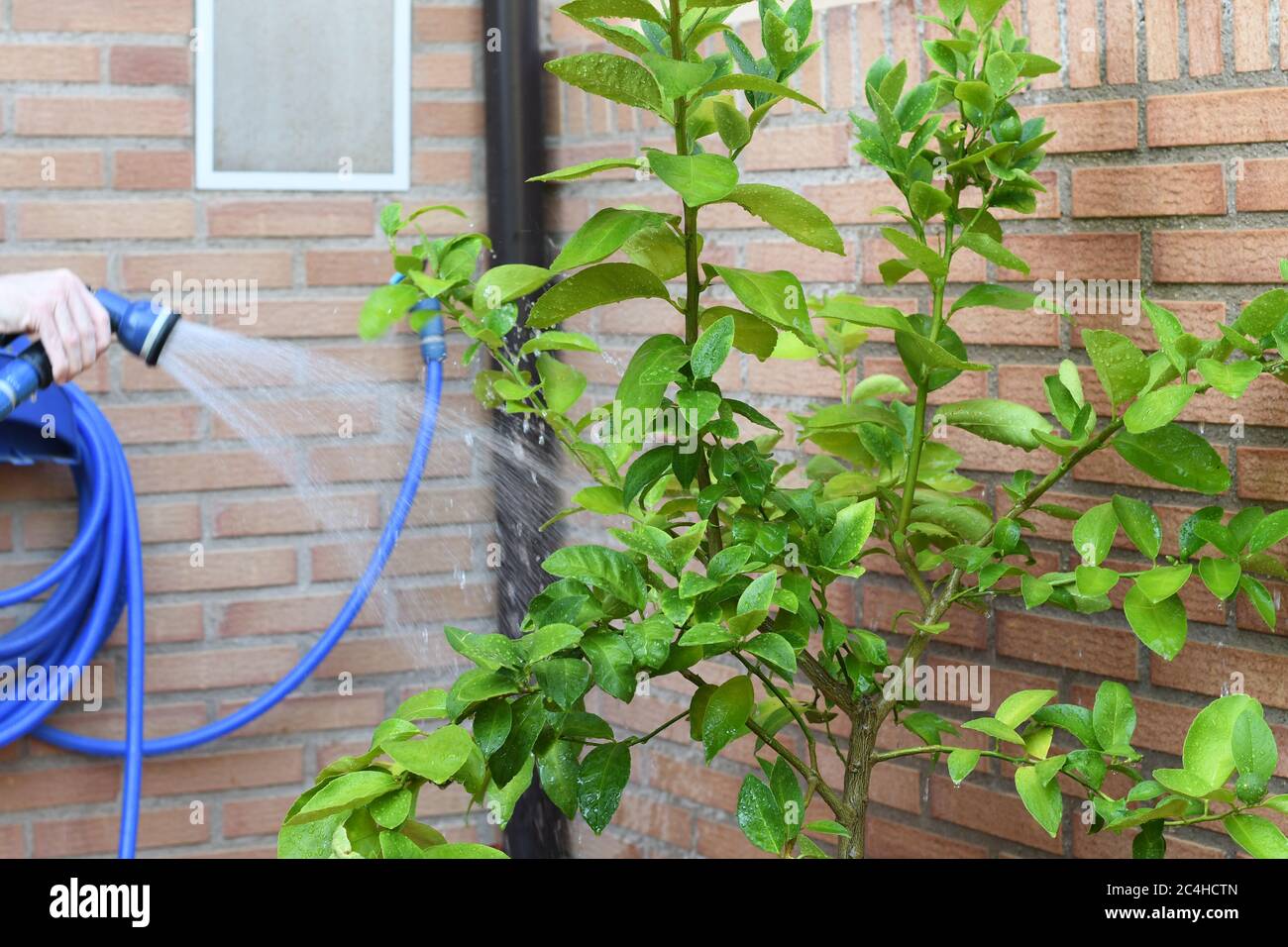Watering a lime tree in a garden Stock Photo