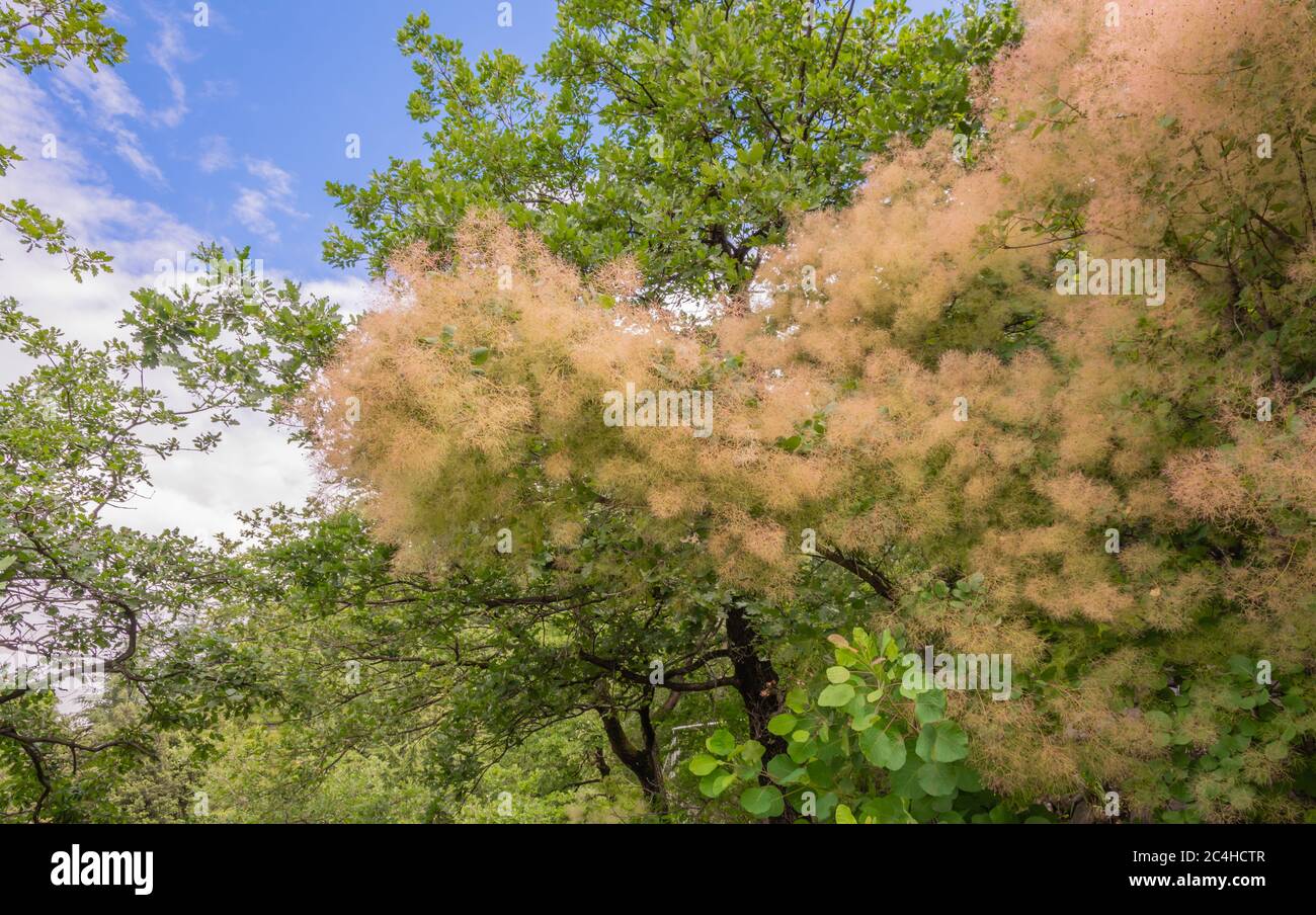 Cotinus Coggygria Young Lady - Pink Common Smoke Tree. Foliage and seed heads. Garden of the South Tyrol in northern Italy Stock Photo