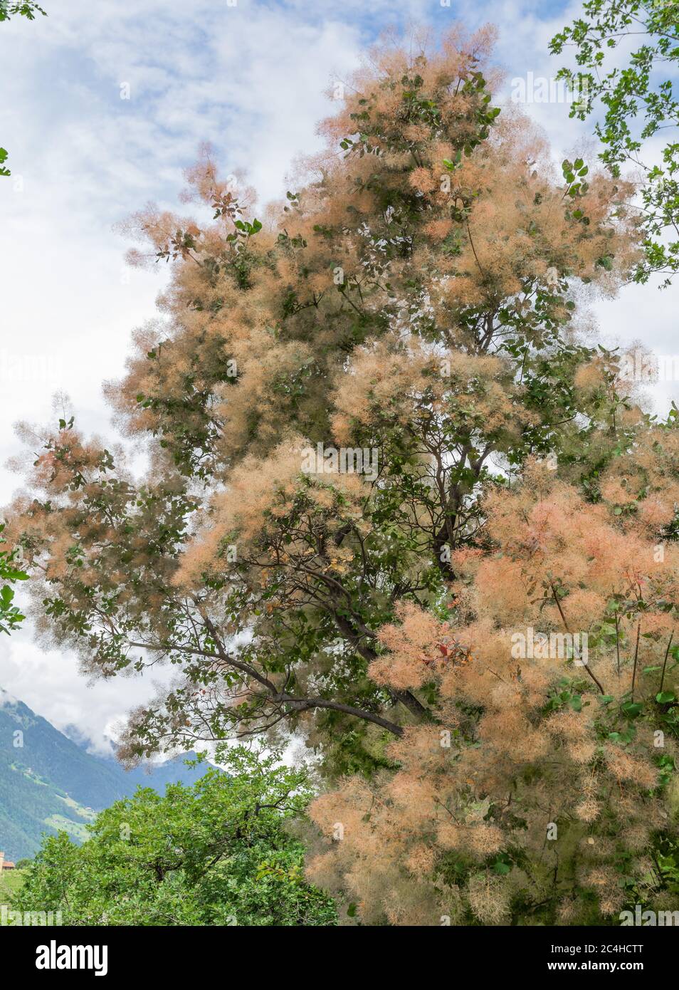 Cotinus coggygria young lady hi-res stock photography and images - Alamy