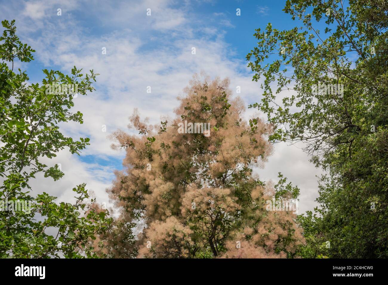 Cotinus coggygria young lady hi-res stock photography and images - Alamy