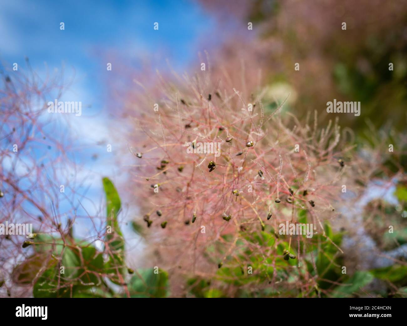 Cotinus coggygria young lady hi-res stock photography and images - Alamy