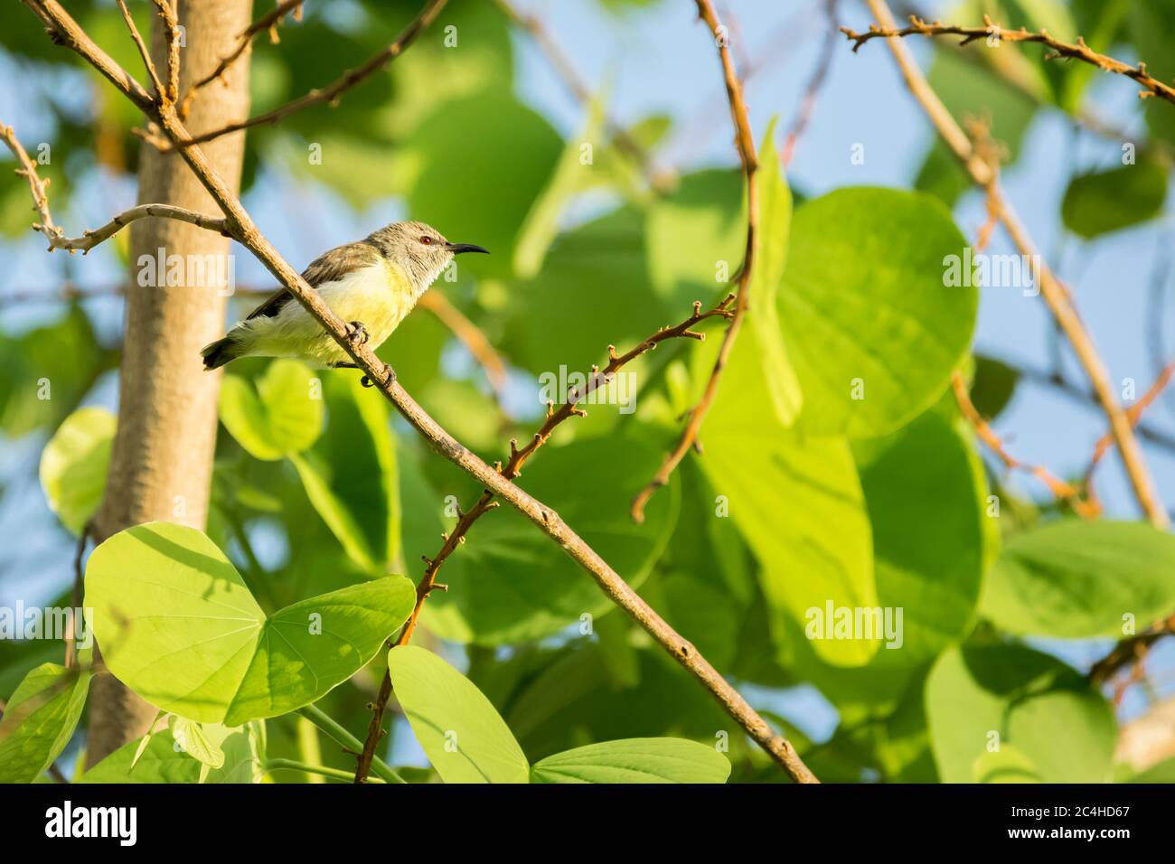 Purple rumped Sunbird (Leptocoma zeylonica) perched on a tree with bright green leaves Stock Photo