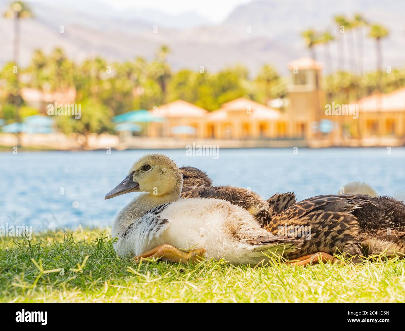 Many baby ducks sleeping on the ground at Las Vegas, Nevada Stock Photo