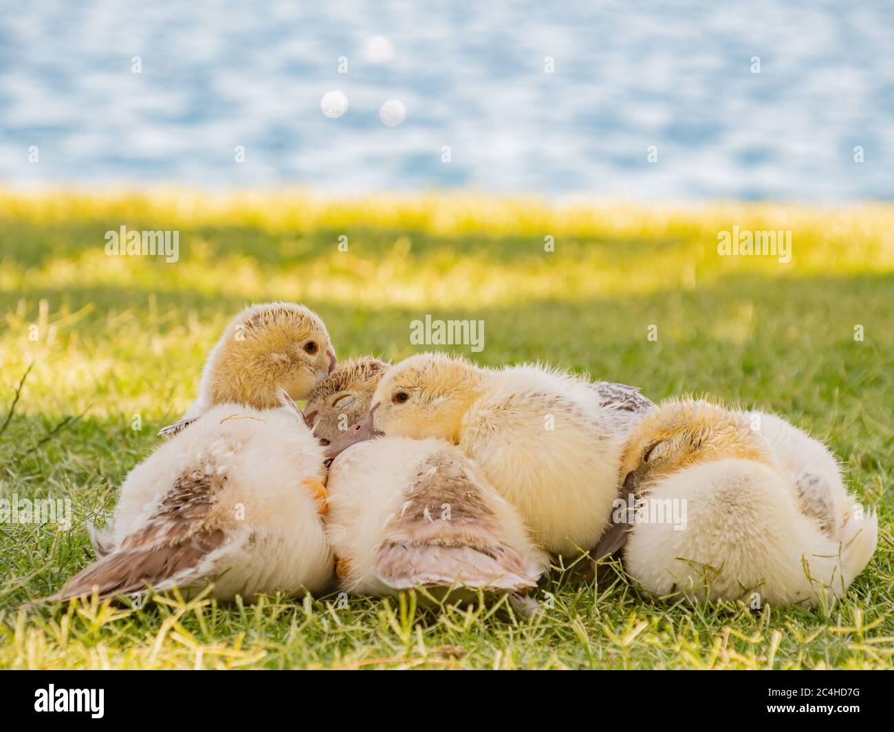 Many baby ducks sleeping on the ground at Las Vegas, Nevada Stock Photo