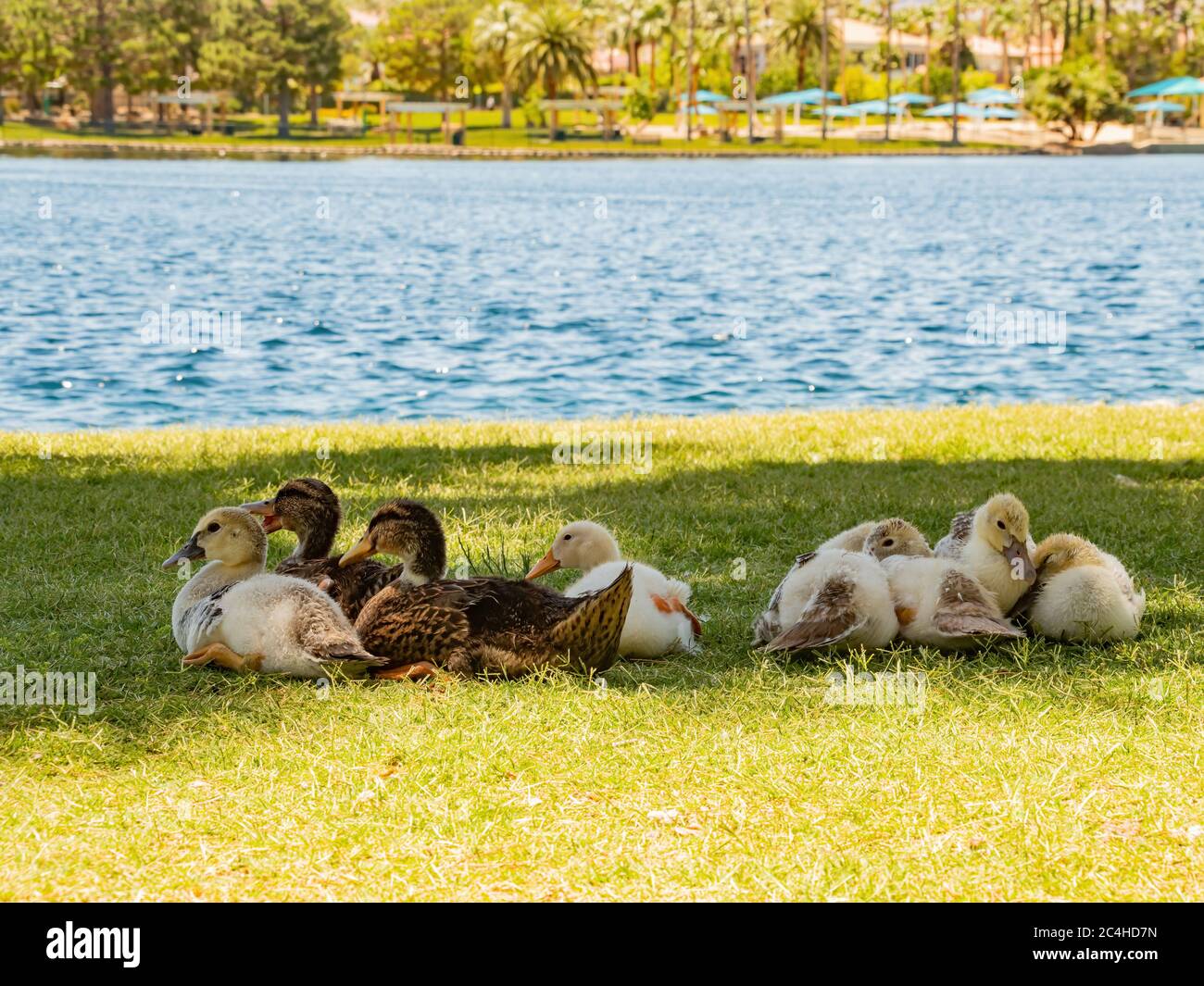 Many baby ducks sleeping on the ground at Las Vegas, Nevada Stock Photo