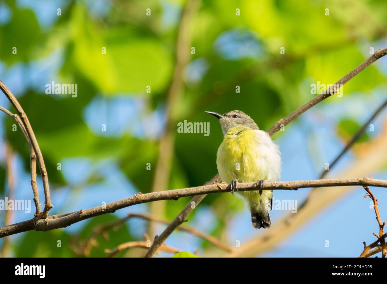 Purple rumped Sunbird (Leptocoma zeylonica) perched on a tree with bright green leaves Stock Photo