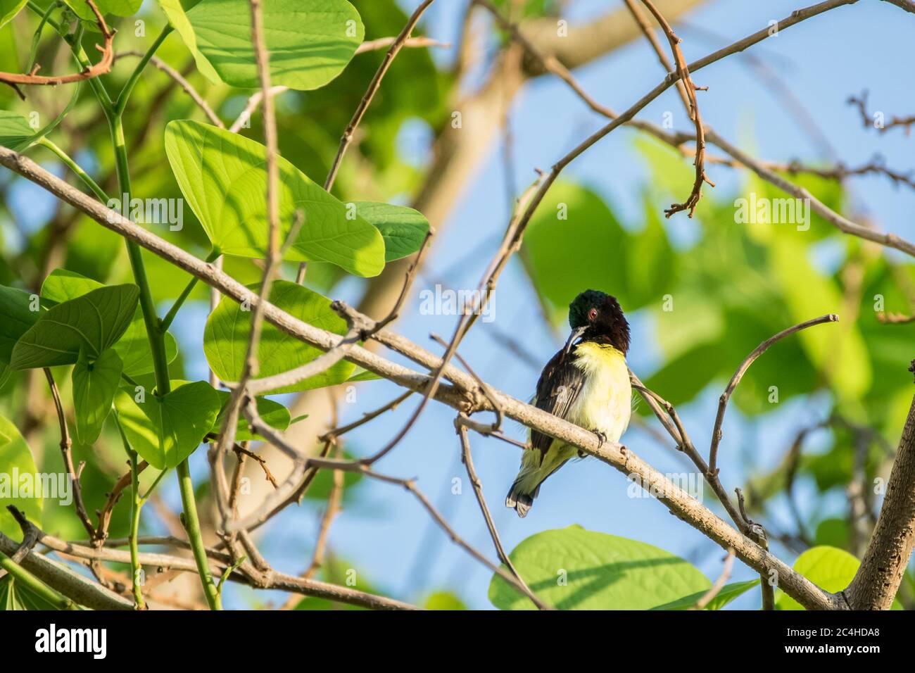 Purple rumped Sunbird (Leptocoma zeylonica) perched on a tree with bright green leaves. Stock Photo