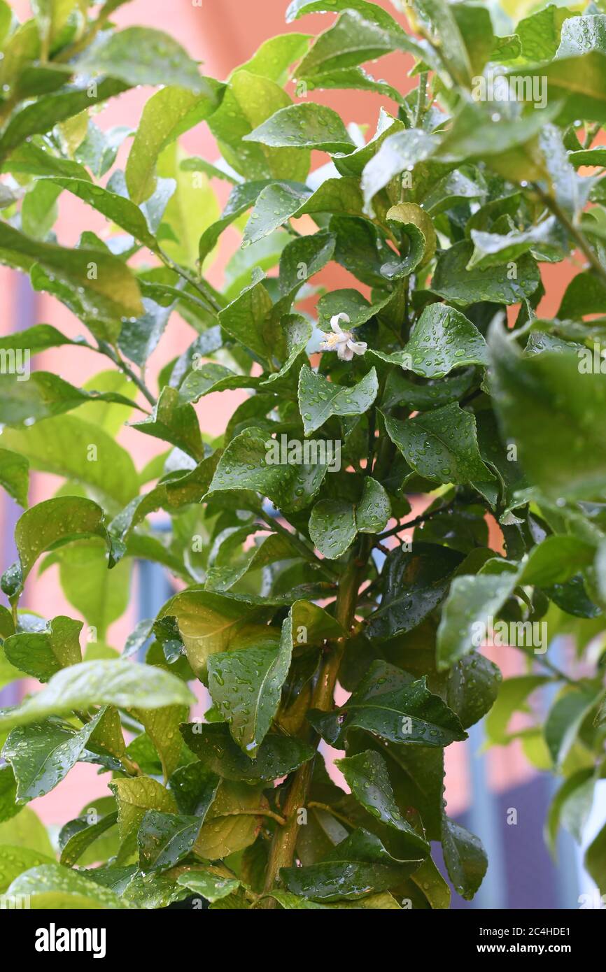 Detail of a flower in a lemon tree Stock Photo