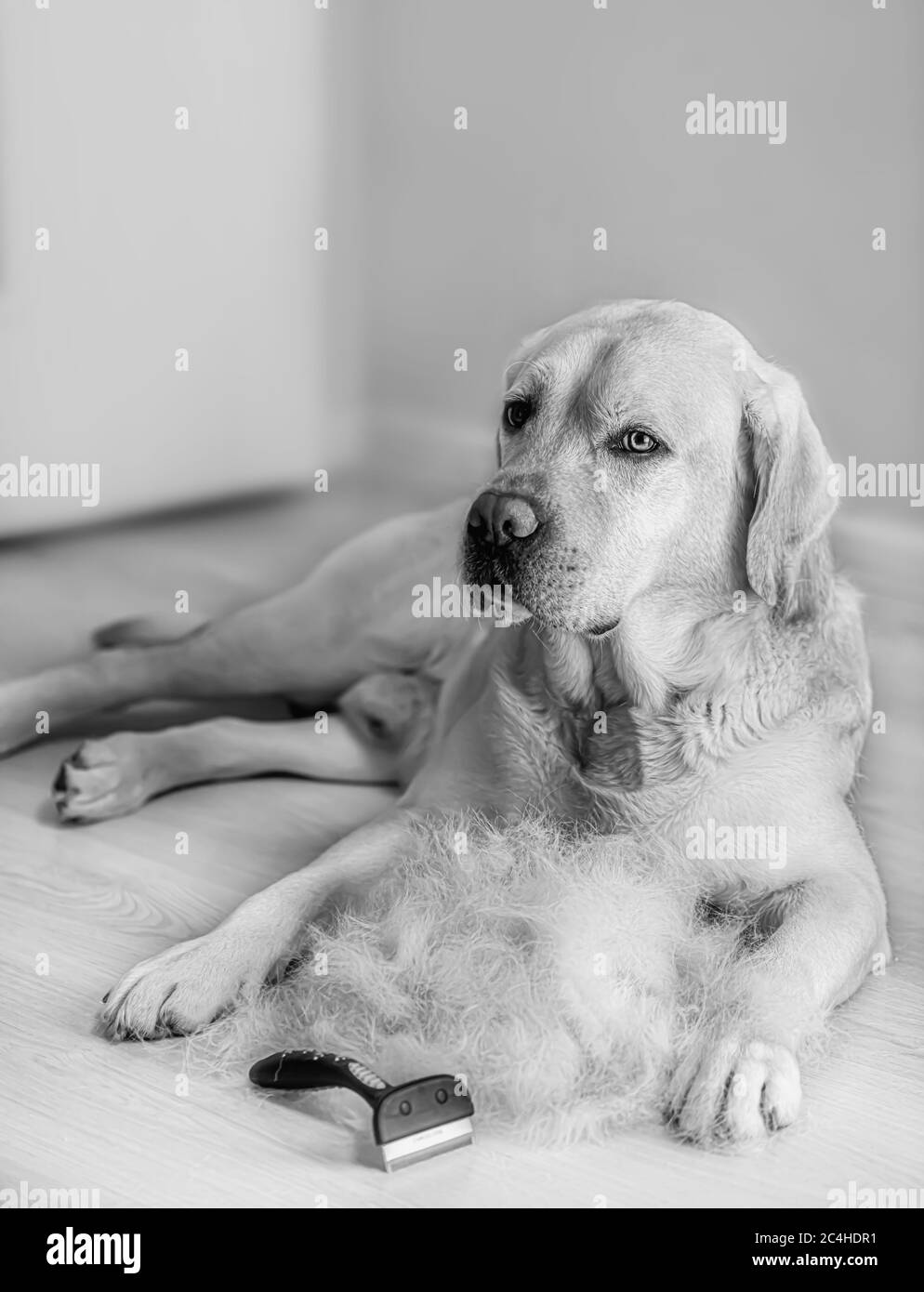 Labrador and Bunch of dog hair after grooming. Spring molt. Stock Photo