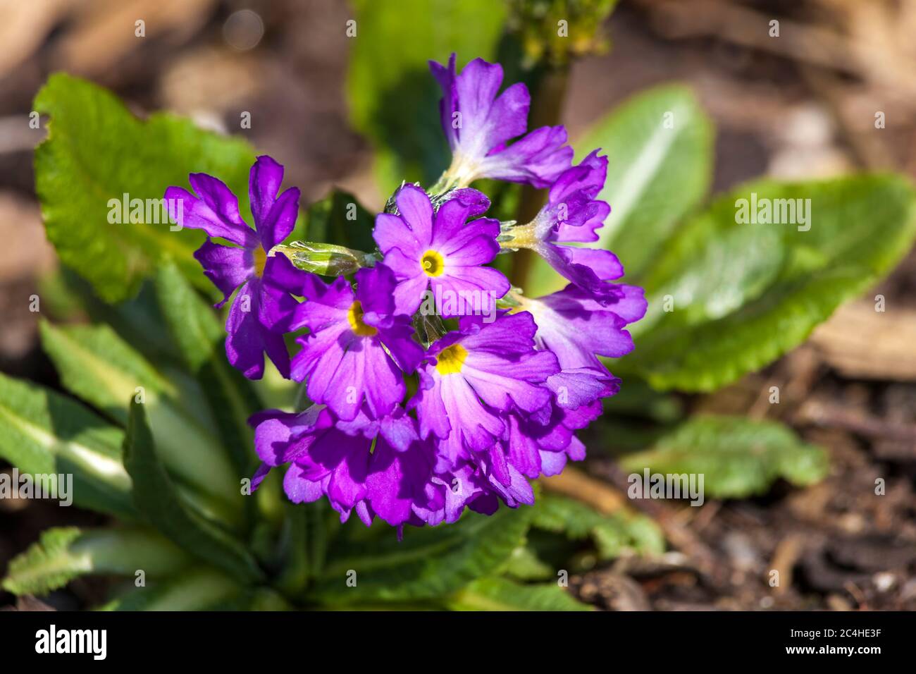 Primula denticulata a spring purple perennial flower plant commonly known as drumstick primula Stock Photo