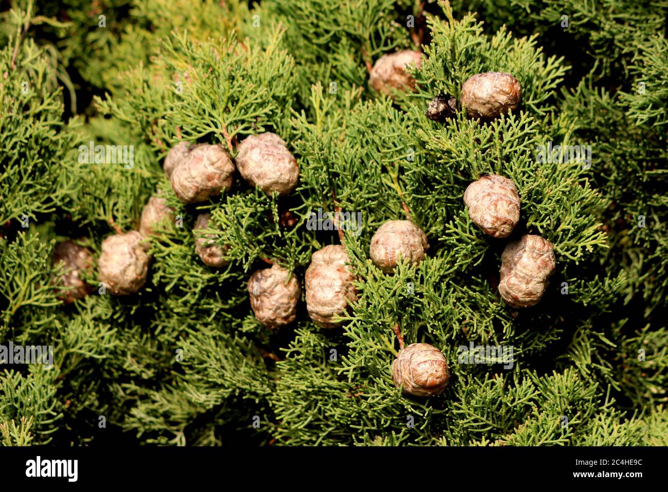 Mediterranean cypress or Cupressus sempervirens or Italian cypress or Tuscan cypress or Persian cypress or Pencil pine cypress medium sized coniferous Stock Photo