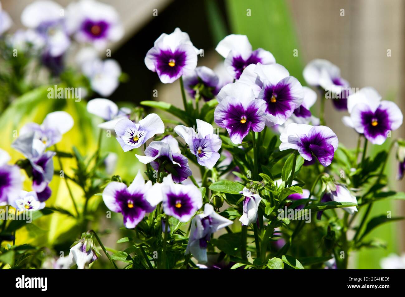 Beautiful display of purple Violas Stock Photo