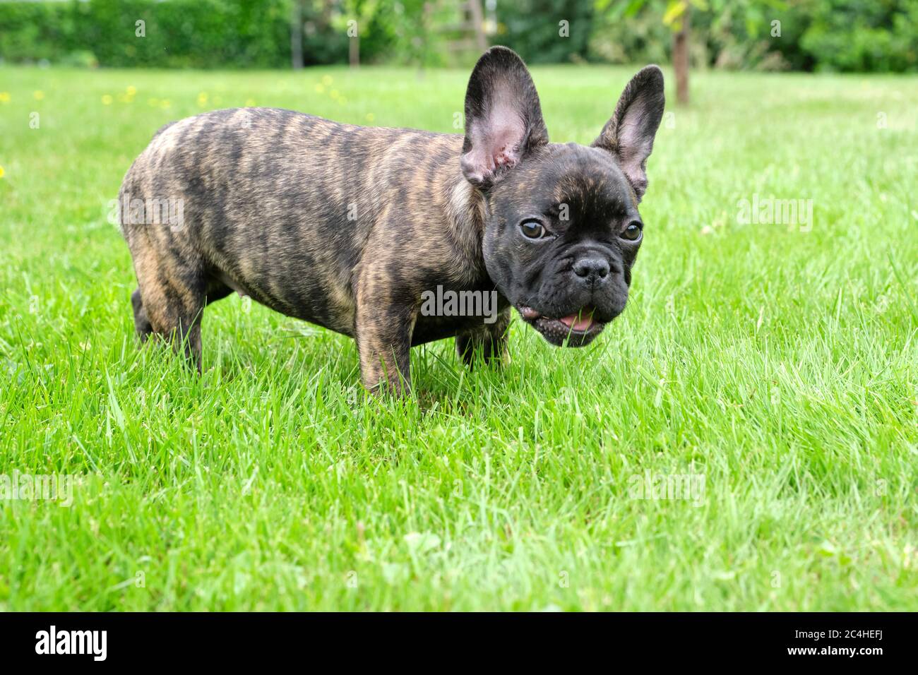 Dark french best sale bulldog