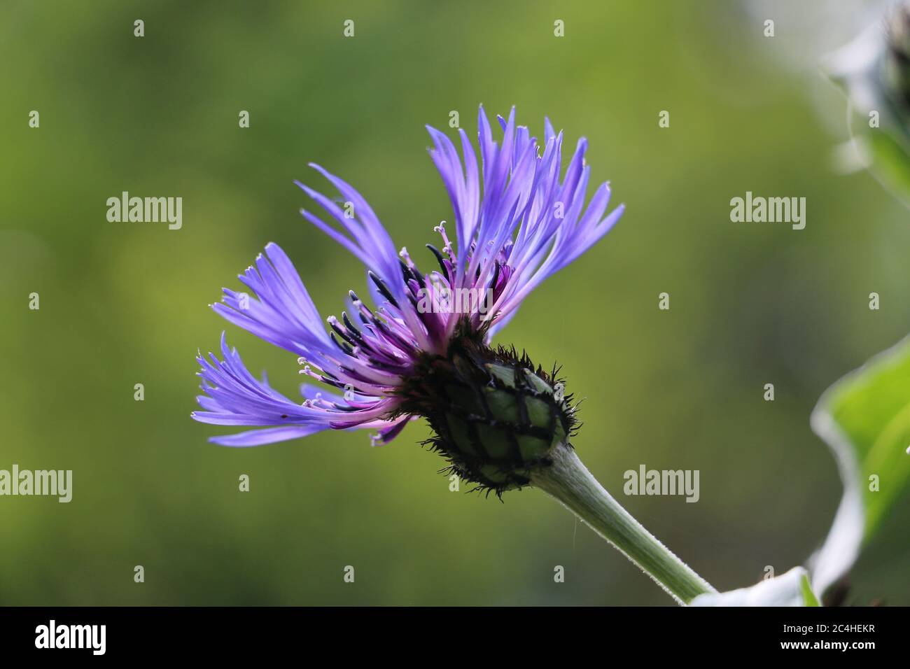 Single purple blue Mountain Cornflower, Centaurea montana or Montane