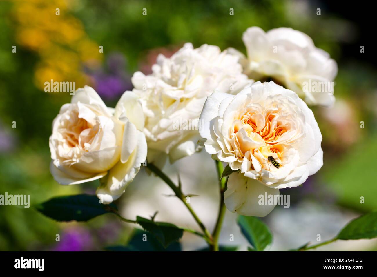 Soft cream rose petals hi-res stock photography and images - Alamy