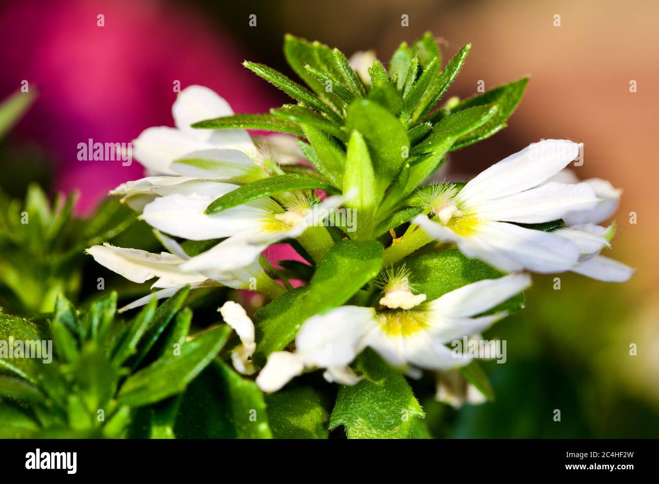 Scaevola - white fan flower Stock Photo